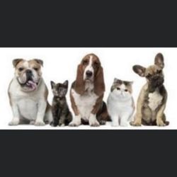 Paws Transport Service