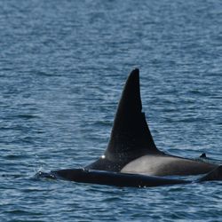 Deer Harbor Charters