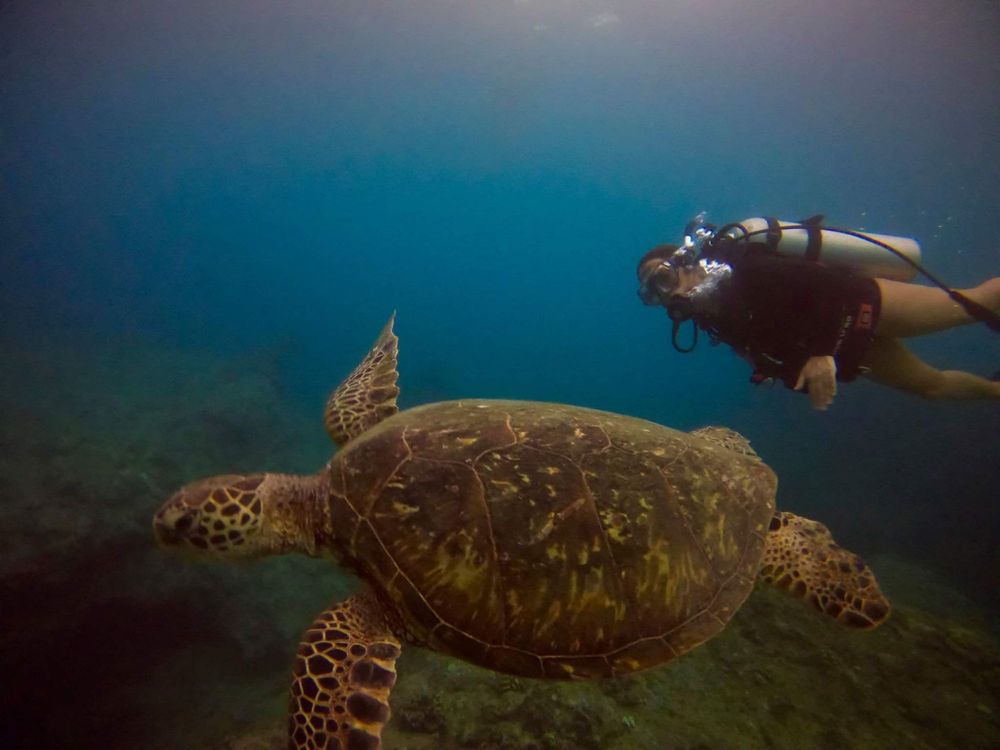 SNORKEL & DIVE HAWAII 47 Photos Haleiwa, Hawaii Scuba Diving Phone Number Yelp