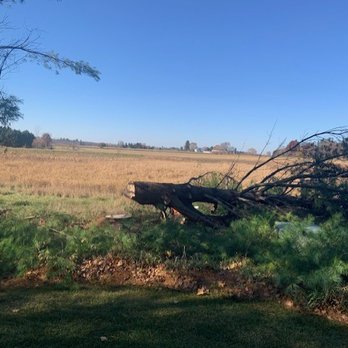 C & B Tree Care - Another damaged tree that needed to be brought down. - Tree Services Near Me