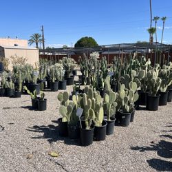 Old Pueblo Cactus