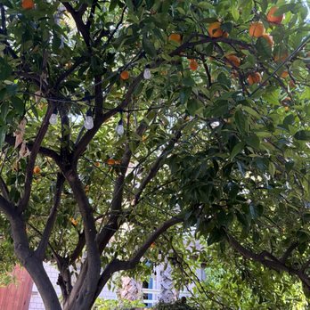 Merlot House - Orange trees - Hotels Near Me - Napa, California Merlot House - Orange trees - Hotels Near Me - Napa, California