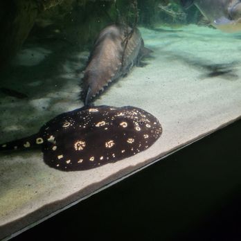 National Aquarium - Aquariums Near Me - Baltimore, Maryland National Aquarium - Aquariums Near Me - Baltimore, Maryland