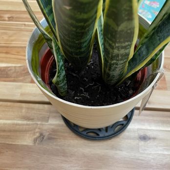 Armstrong Garden Centers - Soil full of bugs and larvae - Nurseries & Gardening Near Me - Tustin, California Armstrong Garden Centers - Soil full of bugs and larvae - Nurseries & Gardening Near Me - Tustin, California