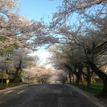 Kenwood Cherry Blossoms - Parks Near Me - Bethesda, Maryland Kenwood Cherry Blossoms - Parks Near Me - Bethesda, Maryland