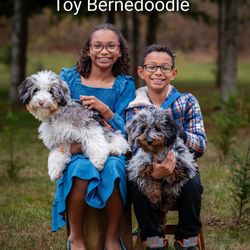 Bernedoodle of NH Puppies and Rescues