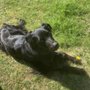 Photo of All Animal Veterinary Services
