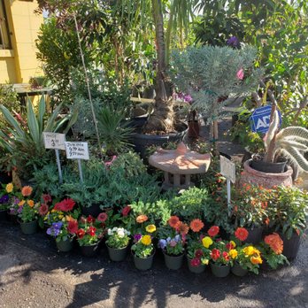 Plants Palms Pottery - Nurseries & Gardening Near Me - Tampa, Florida Plants Palms Pottery - Nurseries & Gardening Near Me - Tampa, Florida