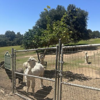 Canzelle Alpacas - Farms Near Me - Carpinteria, California Canzelle Alpacas - Farms Near Me - Carpinteria, California