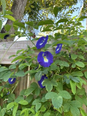 Little River Cooperative by null