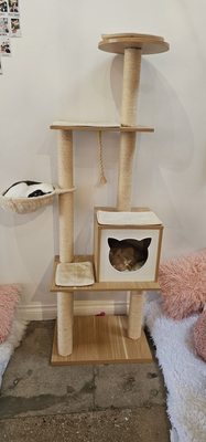 Crumbs & Whiskers | Kitten & Cat Cafe by null