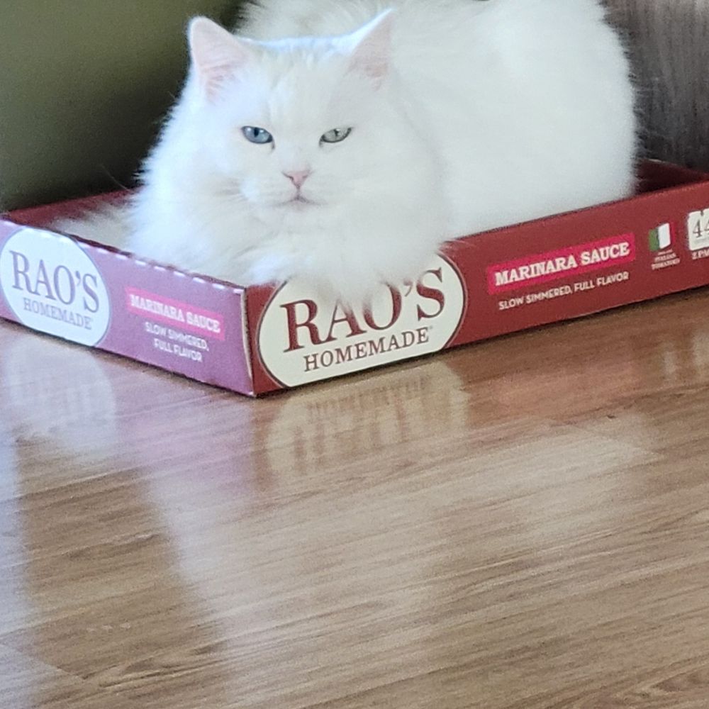 Cocos Cupcakes - Elsa my "ragdoll" - Pet Stores Near Me - New Jersey, Kansas