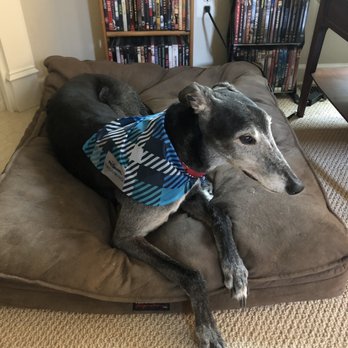 PetSmart Grooming - Bo after a nice bath, blow dry, nail trim, and teeth brush! - Pet Stores Near Me - ELKTON, Maryland