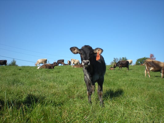 Hawthorne Valley Farm by null