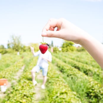 Emma Lea Farms - Fruits & Veggies Near Me - Delta, British Columbia Emma Lea Farms - Fruits & Veggies Near Me - Delta, British Columbia