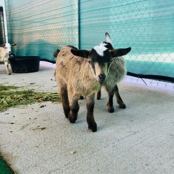 Scipio Petting Zoo - Goat - Petting Zoos Near Me - Scipio, Utah Scipio Petting Zoo - Goat - Petting Zoos Near Me - Scipio, Utah
