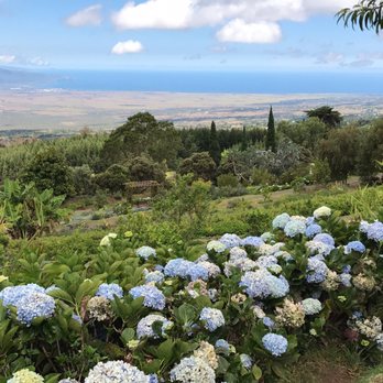 Ali'i Kula Lavender - Views from the lavender farm. Naturally blue hydrangea. - Tours Near Me - Kula, Hawaii