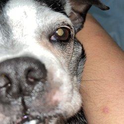 Kroger - Boston terrier