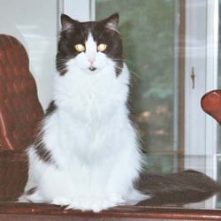 Almost Home Personal Pet Care Inc