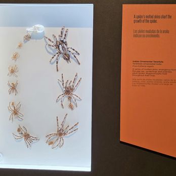 Pacific Science Center - Spiders exhibit - Museums Near Me - Seattle, Washington