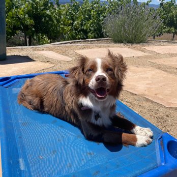 Next Gen ACS - Place work is an integral park of dog training. - Pet Training Near Me Next Gen ACS - Place work is an integral park of dog training. - Pet Training Near Me
