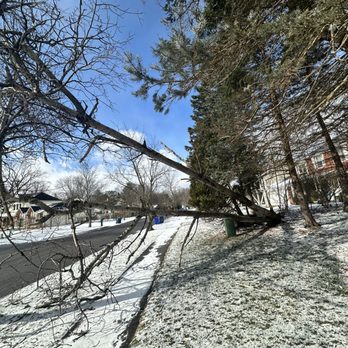 Trusted Tree Services - Fallen tree during a winter storm.. - Tree Services Near Me - East Amherst, New York