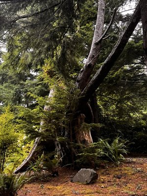 Inn At Otter Crest by null