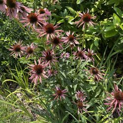 Jenkins Arboretum & Gardens