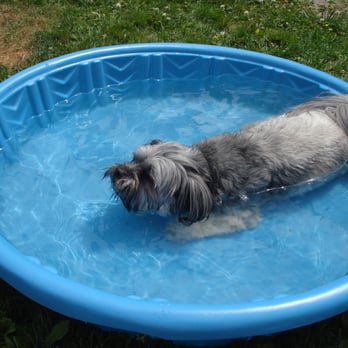 Doggies Heaven - Swimming! - Pet Sitting Near Me Doggies Heaven - Swimming! - Pet Sitting Near Me