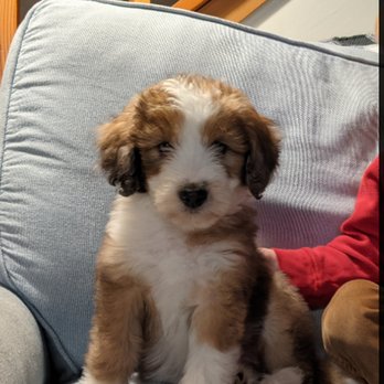 Big Cedar Creek Ranch - Our adorable pup! - Pet Breeders Near Me - Yelm, Washington