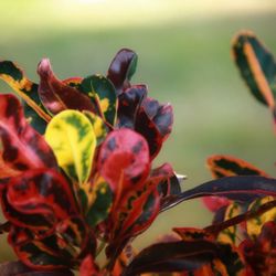 Orlando S.W. KOA - Plant at the KOA campground