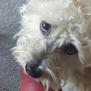 Comforting Creatures - Veterinarians Near Me