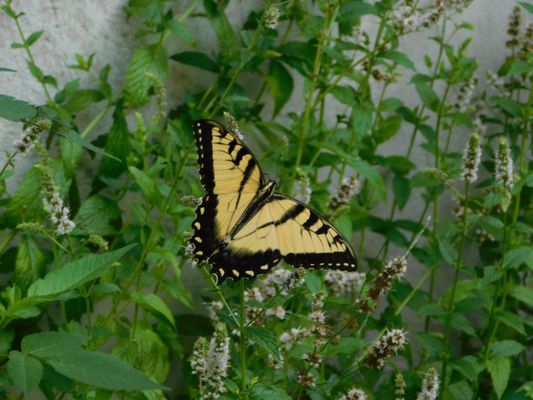 Litchfield Hills Surgery Center