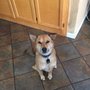 Photo of Ngrruffftimes Dog Behavior Training