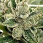 Green Island Herb