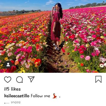 The Flower Fields - another in the field - Venues & Event Spaces Near Me - Carlsbad, California The Flower Fields - another in the field - Venues & Event Spaces Near Me - Carlsbad, California