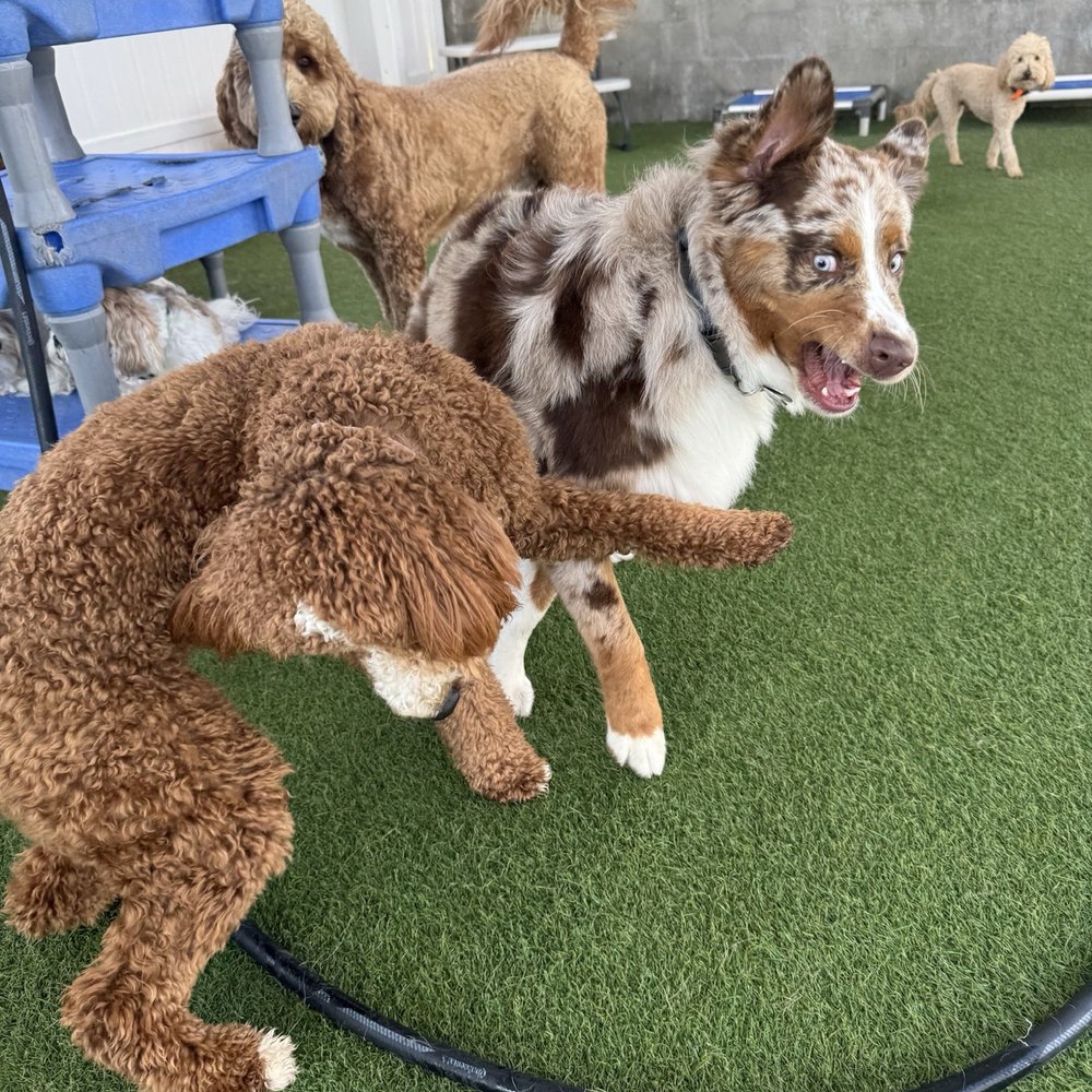 Bark City - Pet Boarding Near Me - Huntington Beach, California