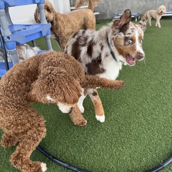 Bark City - Pet Boarding Near Me - Huntington Beach, California Bark City - Pet Boarding Near Me - Huntington Beach, California