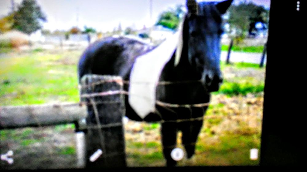 HAGAN ANDREW DVM Updated September 2024 1050 Escalon Ave, Escalon