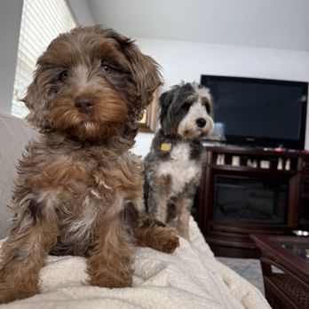 Namaste Poodles & Doodles - Pet Training Near Me Namaste Poodles & Doodles - Pet Training Near Me