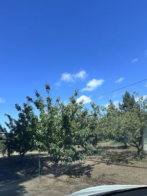 Novakovich Orchards by null