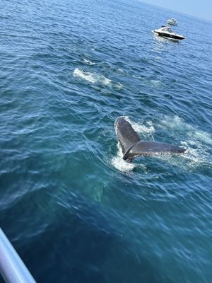 Hyannis Whale Watcher Cruises by null