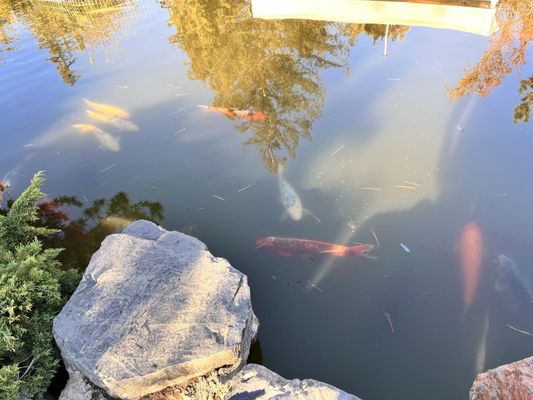 Japanese Friendship Garden by null