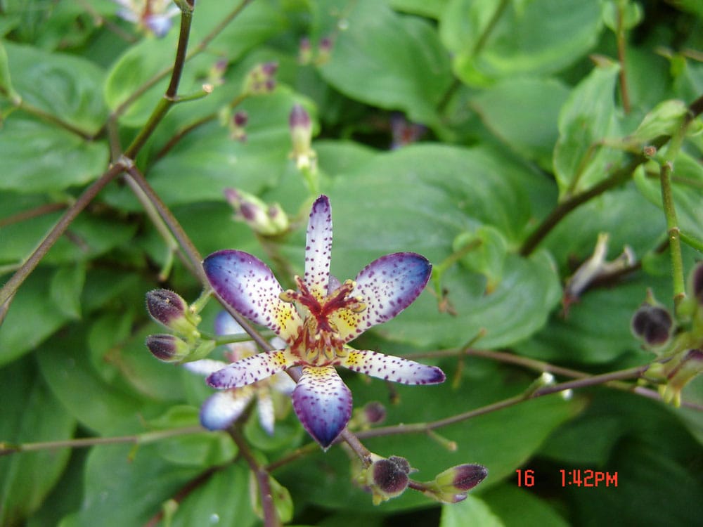 WEST HILLS GREENHOUSES Updated September 2024 701 Feist Dr