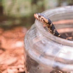 Pocono Snake & Animal Farm