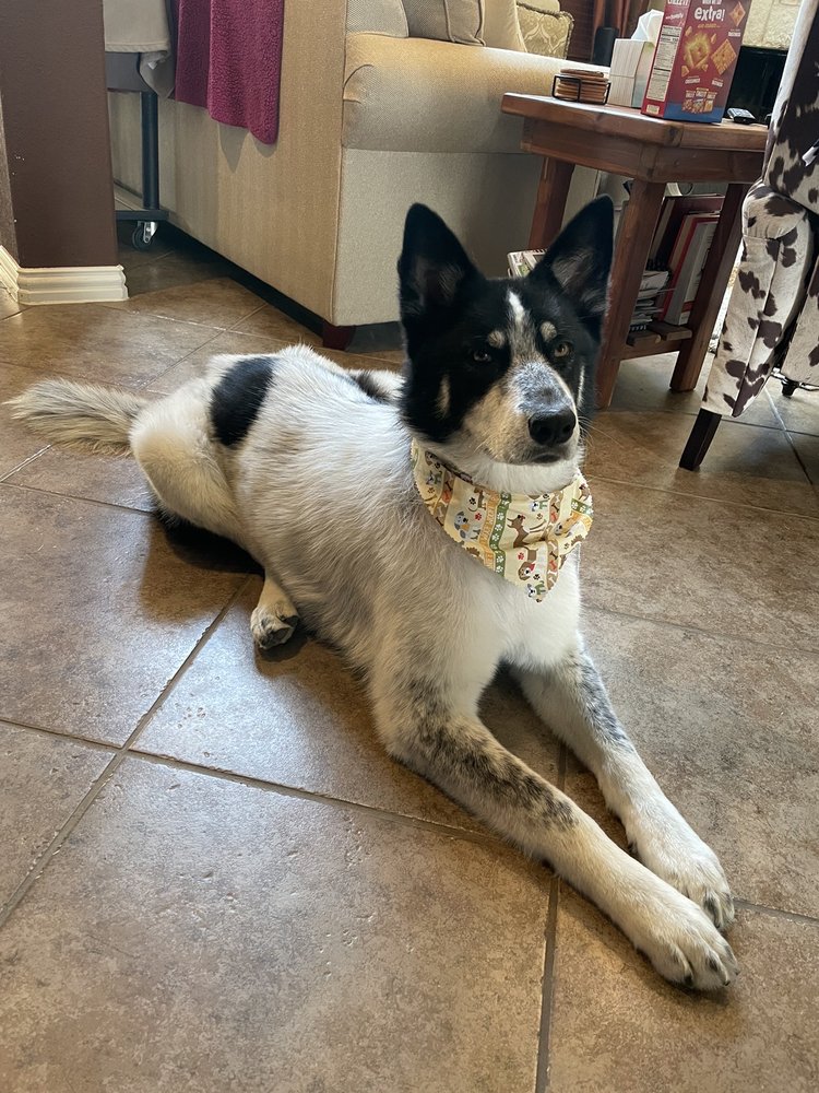 BARK & PURR PET SUPPLIES & GROOMING CLOSED Updated May 2024 10