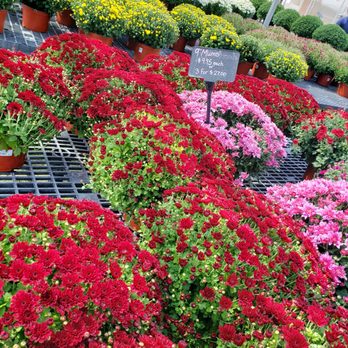 Tranquillity Farms - Mums!! - Farmers Market Near Me - Andover, New Jersey