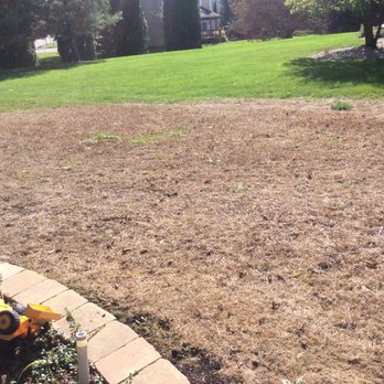 TruGreen Lawn Care - Dead grass but neighbors yard looks great as they used a competitor - Tree Services Near Me - Plainfield, Illinois TruGreen Lawn Care - Dead grass but neighbors yard looks great as they used a competitor - Tree Services Near Me - Plainfield, Illinois