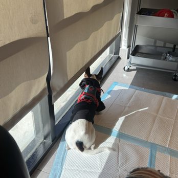 VEG ER for Pets - Emergency Pet Hospital Near Me - Costa Mesa, California VEG ER for Pets - Emergency Pet Hospital Near Me - Costa Mesa, California