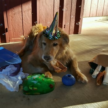 Camp Kiss A Pet - The birthday boy - Pet Sitting Near Me - Newberg, Oregon Camp Kiss A Pet - The birthday boy - Pet Sitting Near Me - Newberg, Oregon
